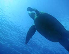 Protection of the marine environment
